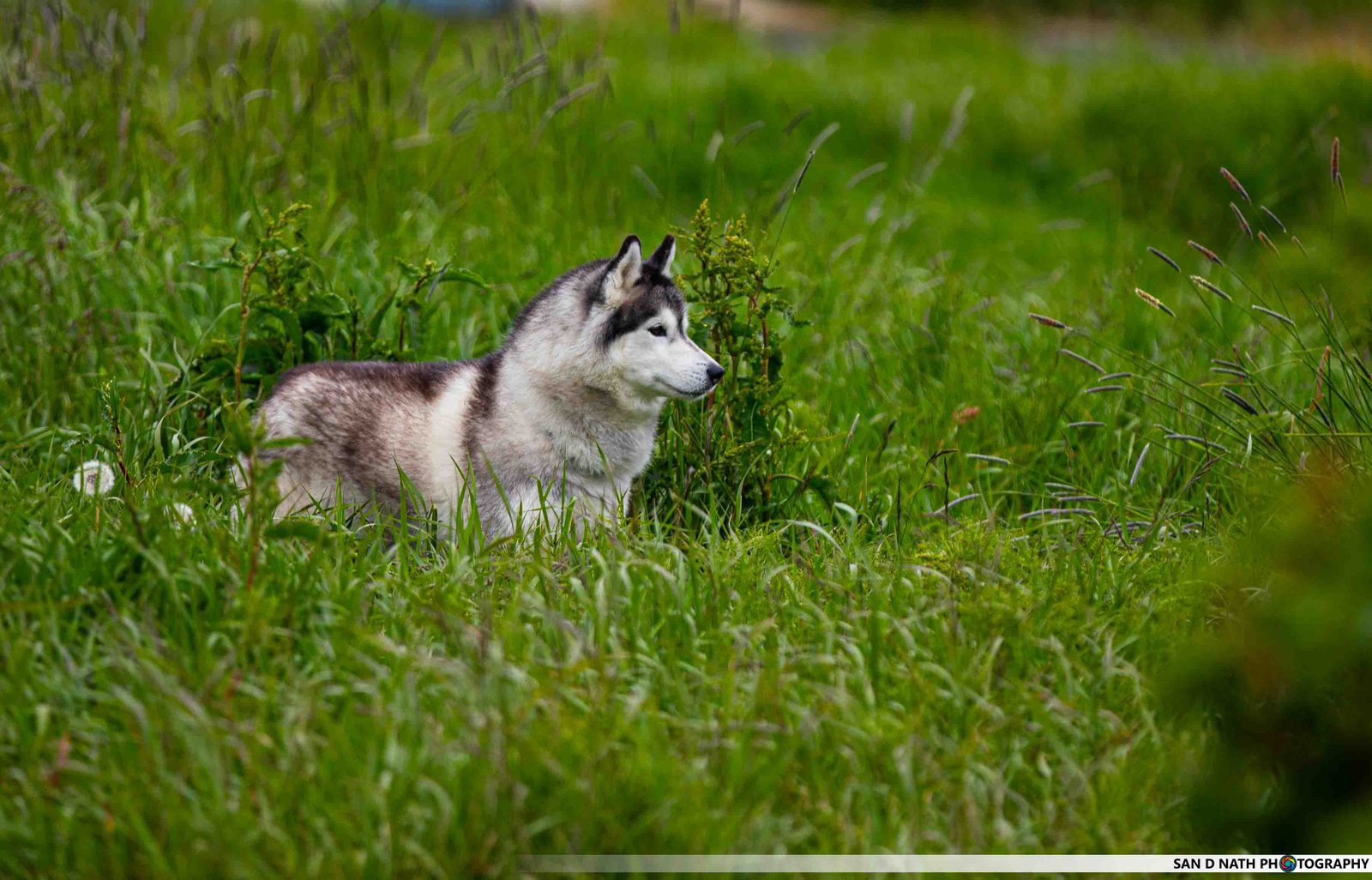 Animal Photography